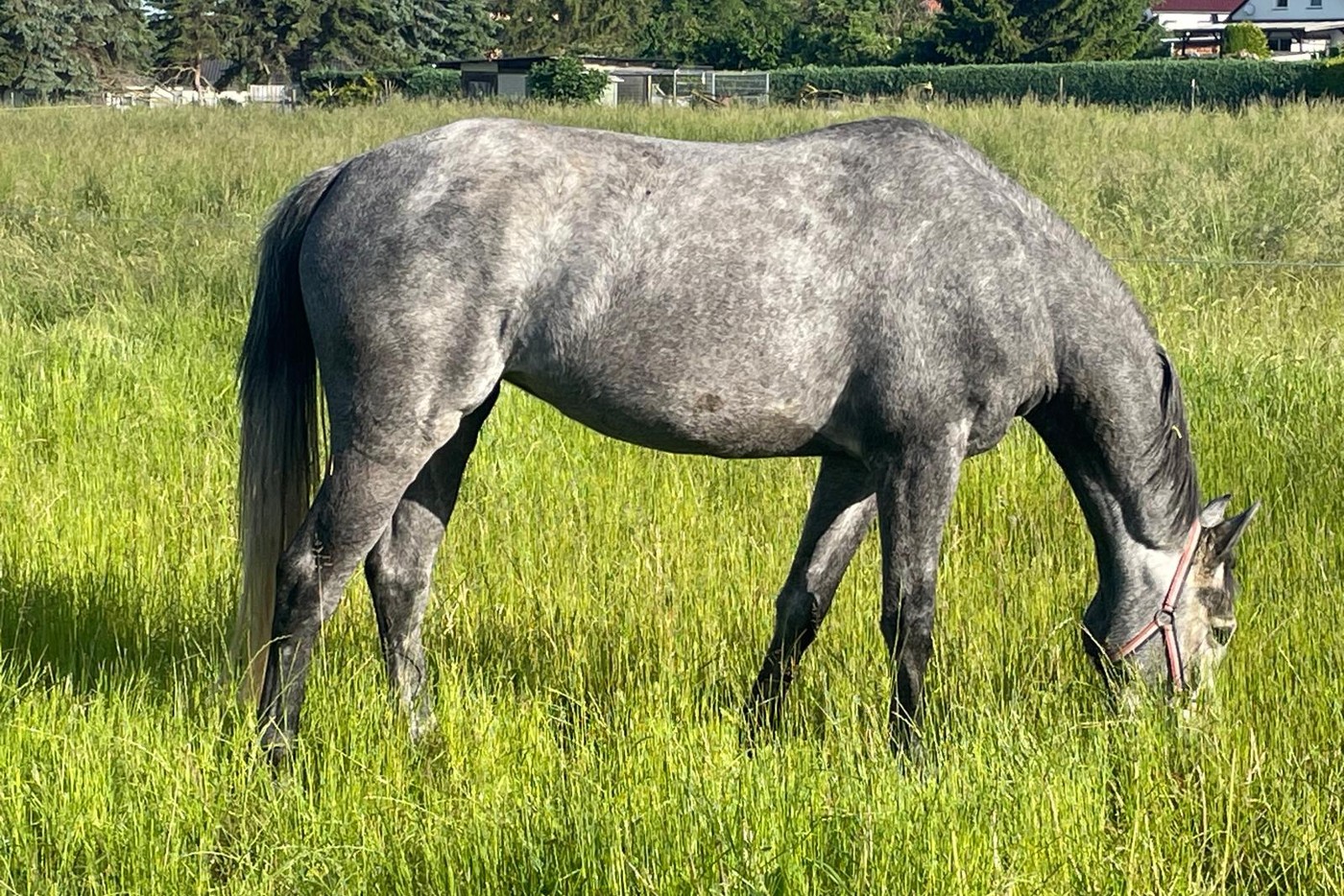 Il cavallo grigio della fondatrice al pascolo