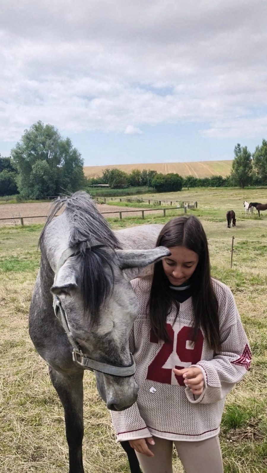 The daily gesture of care: the hands of someone looking after their horse