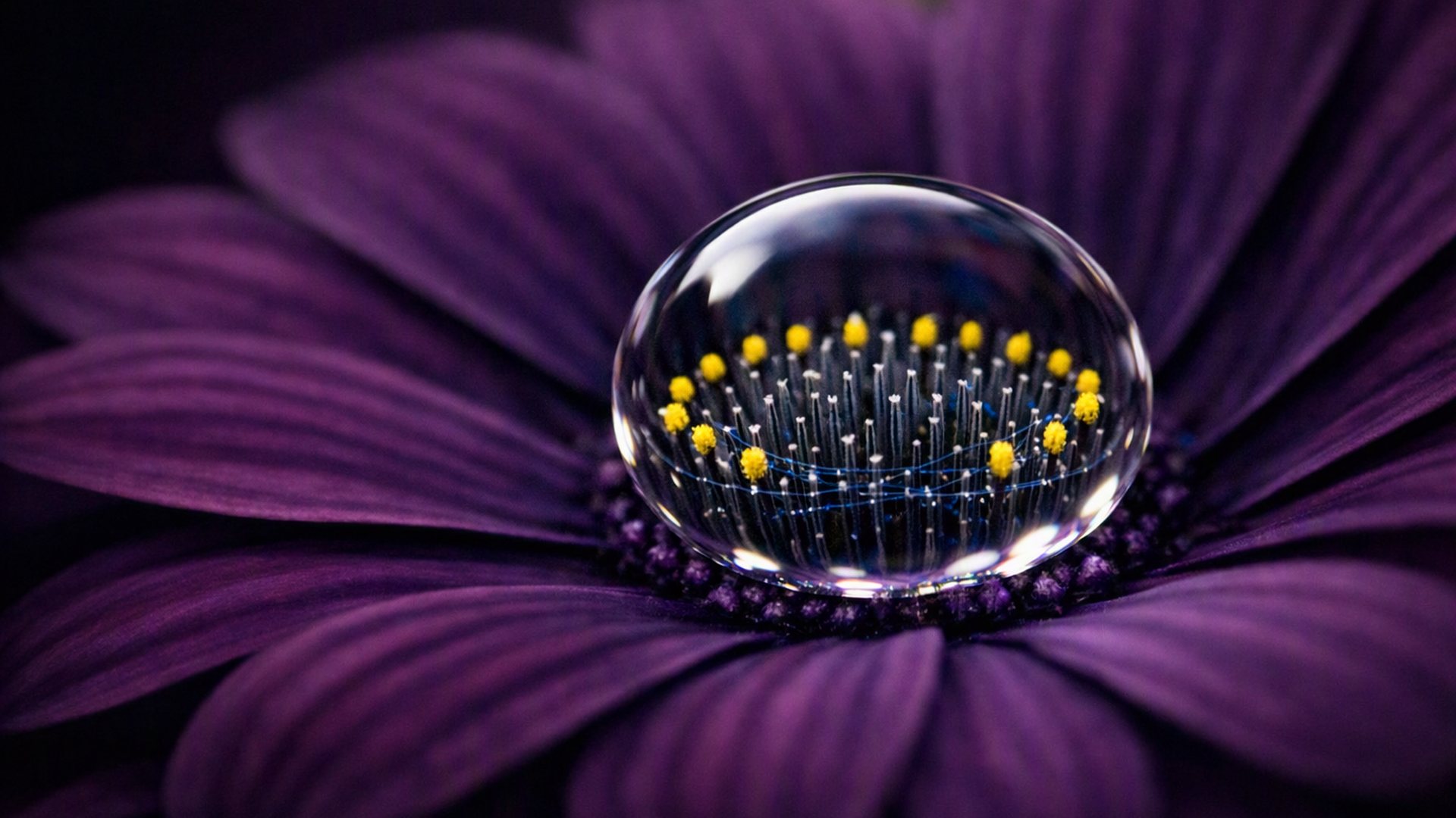 Botanical macro: a water drop on a petal