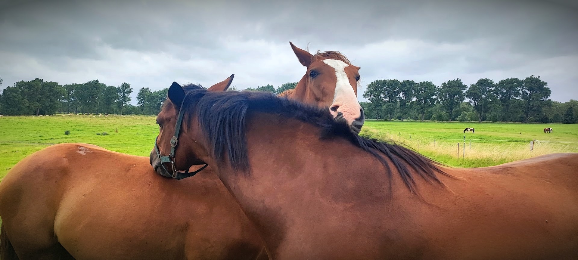 Two horses scratching each other's necks in a green meadow