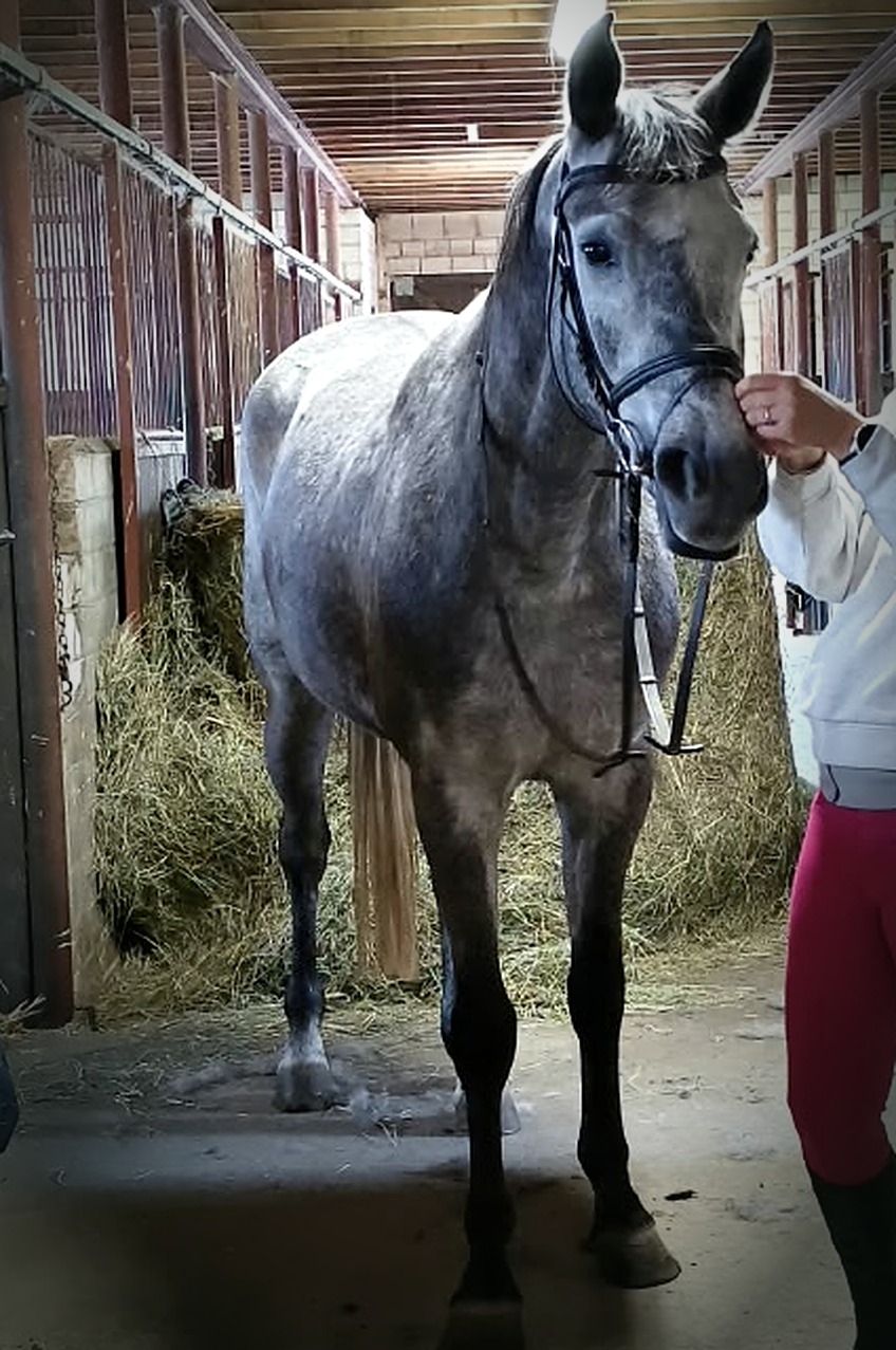 Cavallo grigio in scuderia, intero, durante la cura quotidiana
