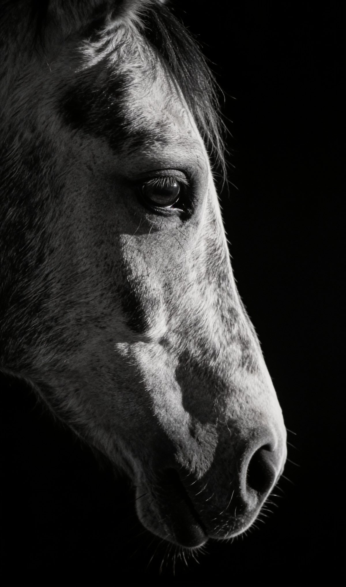 Close-up of a horse's eye